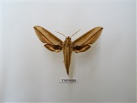 藏品(棕綠背線天蛾)的圖片